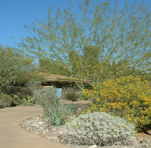 Phoenix Desert Pool Garden