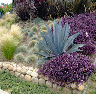 Santa Barbara Purple Garden