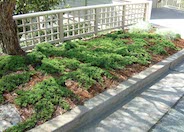 Dwarf Japanese Garden Juniper