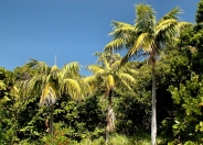 Kentia Palm Mature