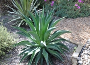 Smooth Agave