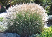 Eulalia Grass, Japanese Silver Gras