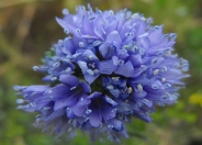 Blue Thimble Flower, Globe Gilia