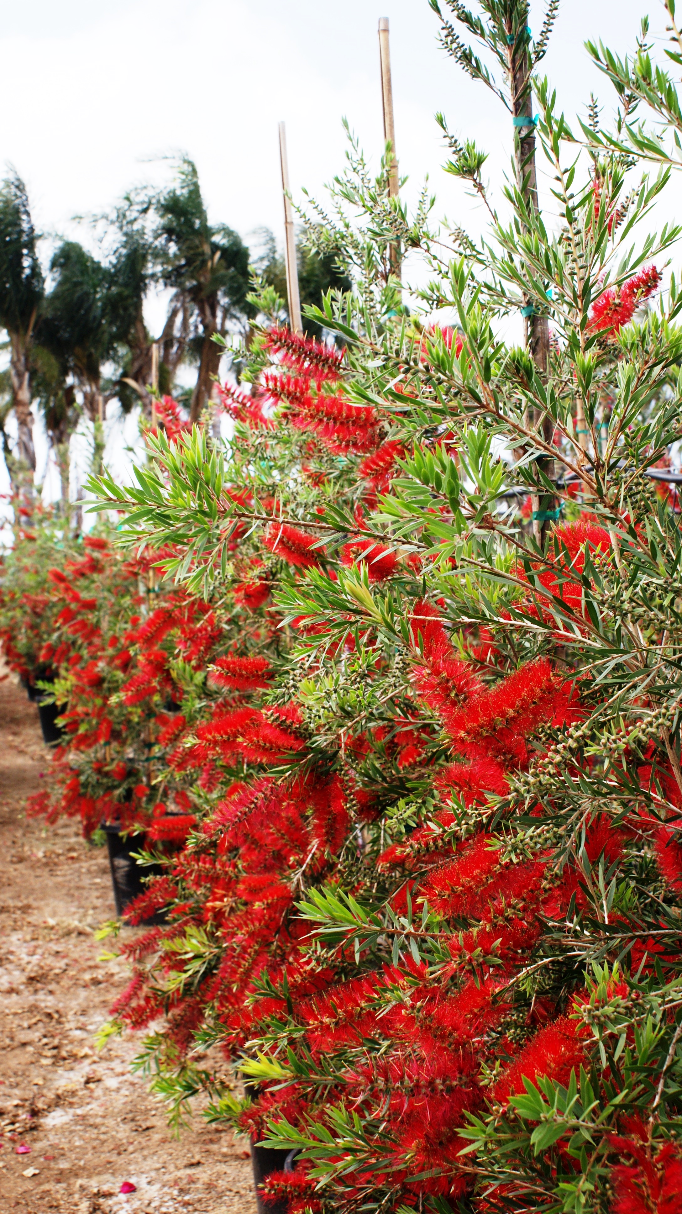 Slim™ Bottlebrush, Callistemon viminalis 'CV01' PP #24,444