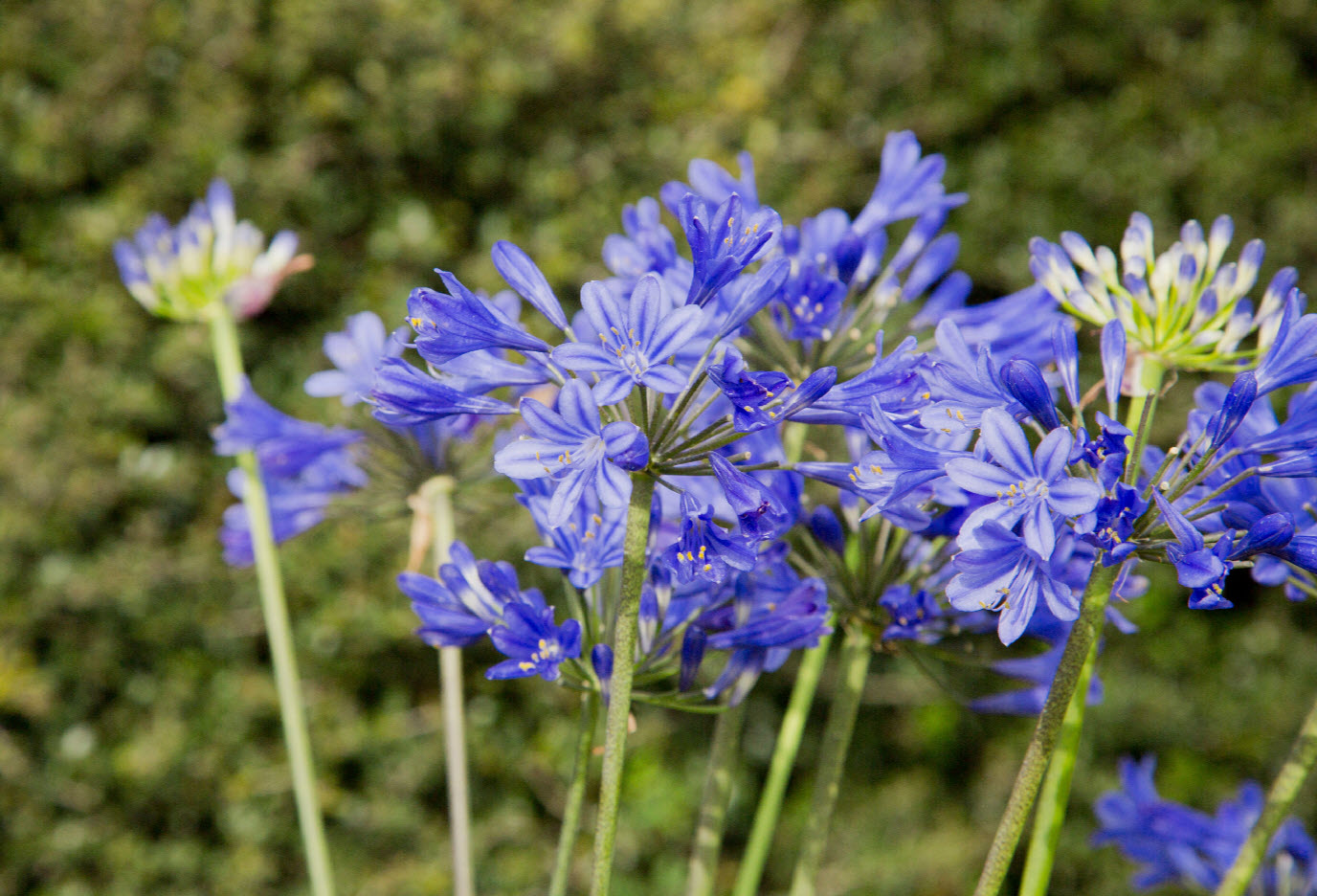 Agapanthus 'Little Blue Fountain' - Dwarf Lily of the Nile