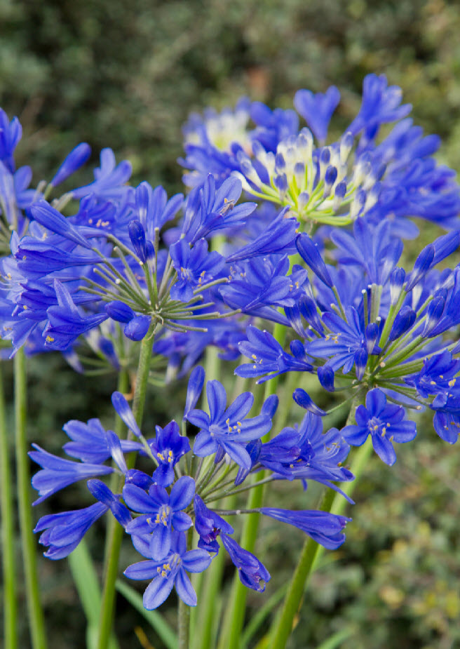 Agapanthus 'Little Blue Fountain' - Dwarf Lily of the Nile
