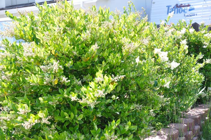 verticillium liguster Celery-leaved Lovage (Ligusticum apiifolium) – Sparrowhawk Native Plants