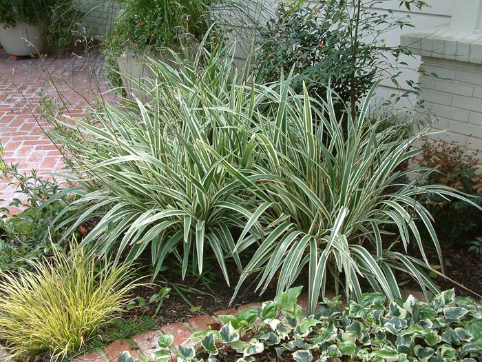 corkscrew rush plant Graceful Grasses Curly Wurly Corkscrew Rush (Juncus effusus)