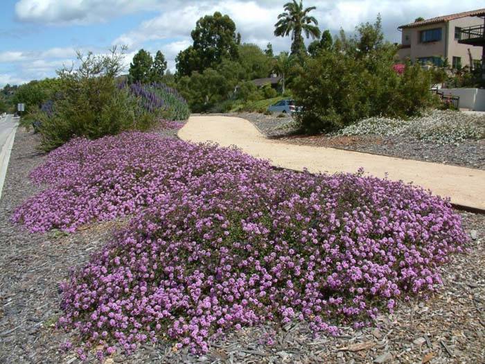 Lantana montevidensis cvs. - Trailing Lantana | PlantMaster