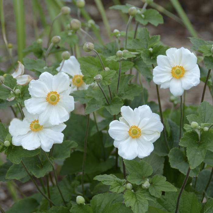 anemoneと女性 Anemone x hybrida 'Elegans' (Japanese Anemone)