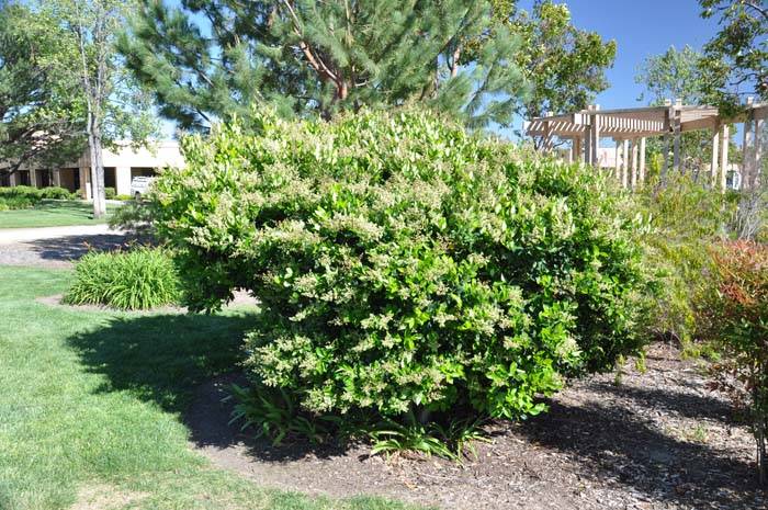Ligustrum japonicum 'Texanum' - Texasf Privet | PlantMaster