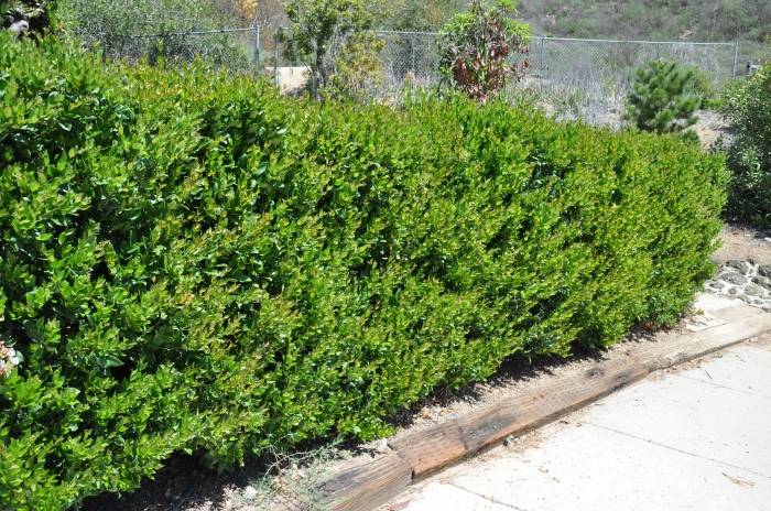 Ligustrum japonicum 'Texanum' - Texasf Privet | PlantMaster