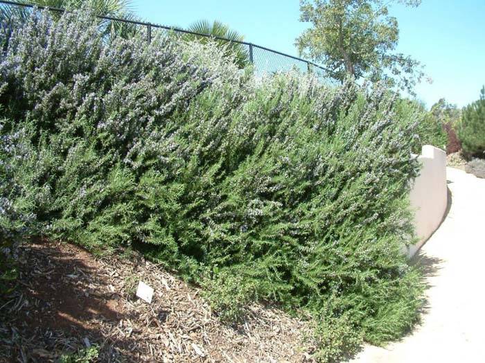 Rosmarinus officinalis cvs. - Rosemary | PlantMaster