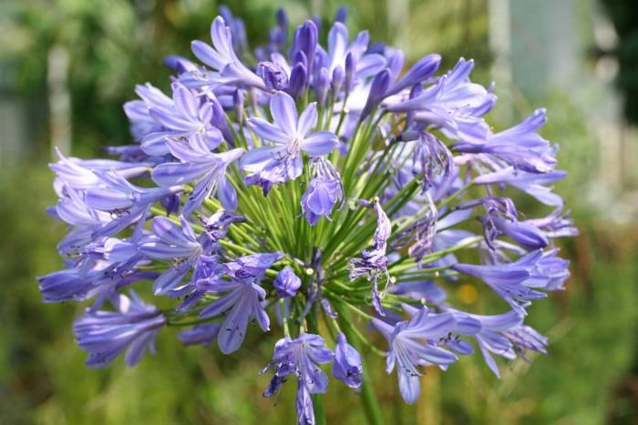 Agapanthus hybrids cvs. - Lily of the Nile | PlantMaster