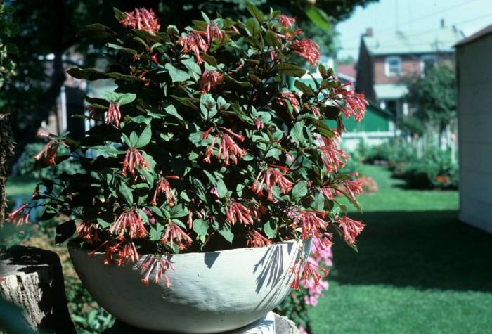Fuchsia triphylla 'Gartenmeister Bonstedt' - Gartenmeister