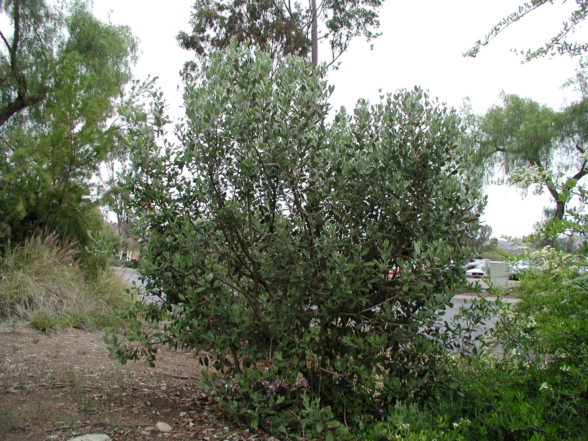 Feijoa sellowiana Pineapple Guava PlantMaster