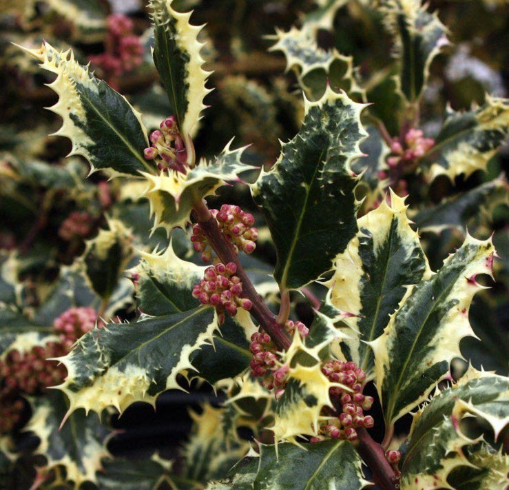 Ilex aquifolium 'Ferox Argenta' - Variegated Porcupine Holly | PlantMaster