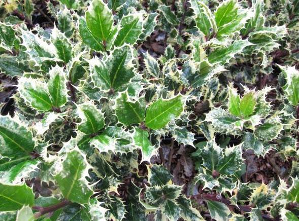 black velvet variegata 4