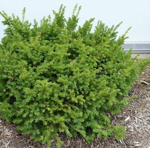 Taxus cuspidata 'Monloo' - Emerald Spreader Japanese Yew | PlantMaster