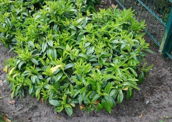 Prunus laurocerasus 'Mount Vernon' - Mt. Vernon Laurel | PlantMaster
