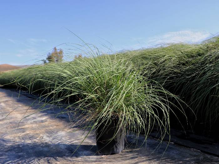 California Natives | Plants