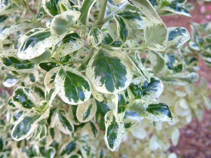 stuttgarter riesen saatgut Stuttgarter Riesen Zwiebel  Bio-Samen  Heirbloom