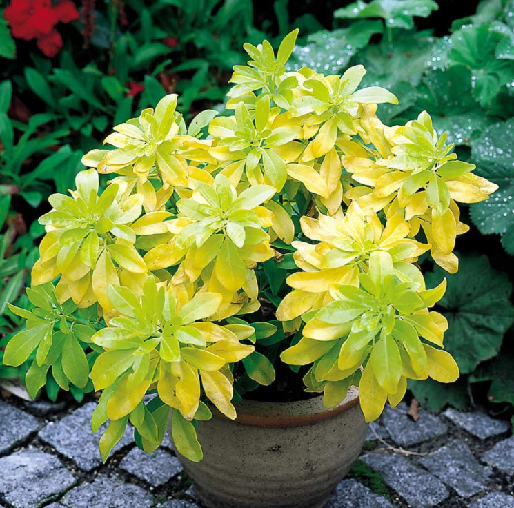 Choisya ternata 'Sundance' - Golden Mexican Orange | PlantMaster