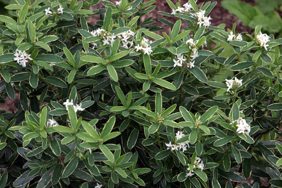 Daphne X transatlantica 'Summer Ice' - Variegated Hybrid Daphne