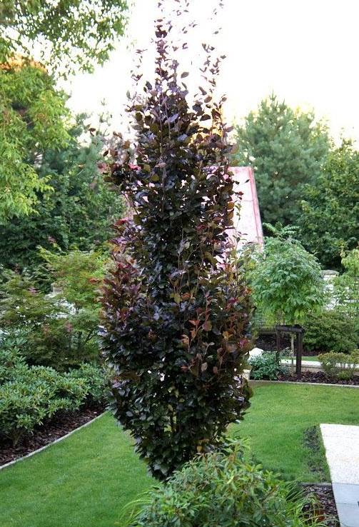 Fagus sylvatica 'Dawyck Gold' - Gold Fastigiate Beech | PlantMaster