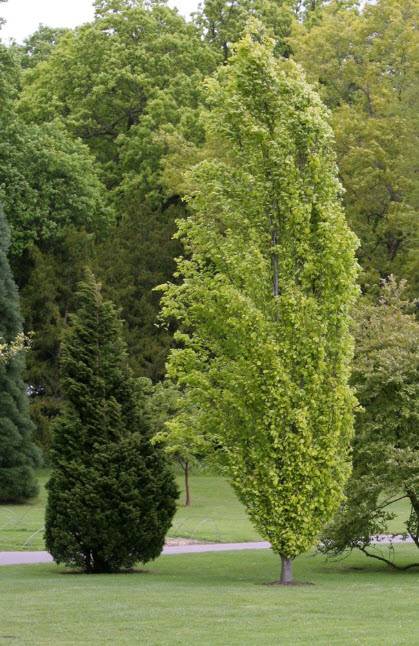 philodendron florida ghost hybrid Philodendron 'Florida Ghost' Large main image 1
