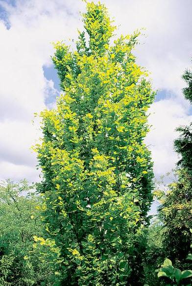 Fagus sylvatica 'Dawyck Gold' - Gold Fastigiate Beech | PlantMaster