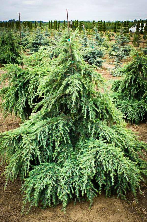 Cedrus deodara 'Feelin' Blue' - Feelin' Blue Deodar Cedar
