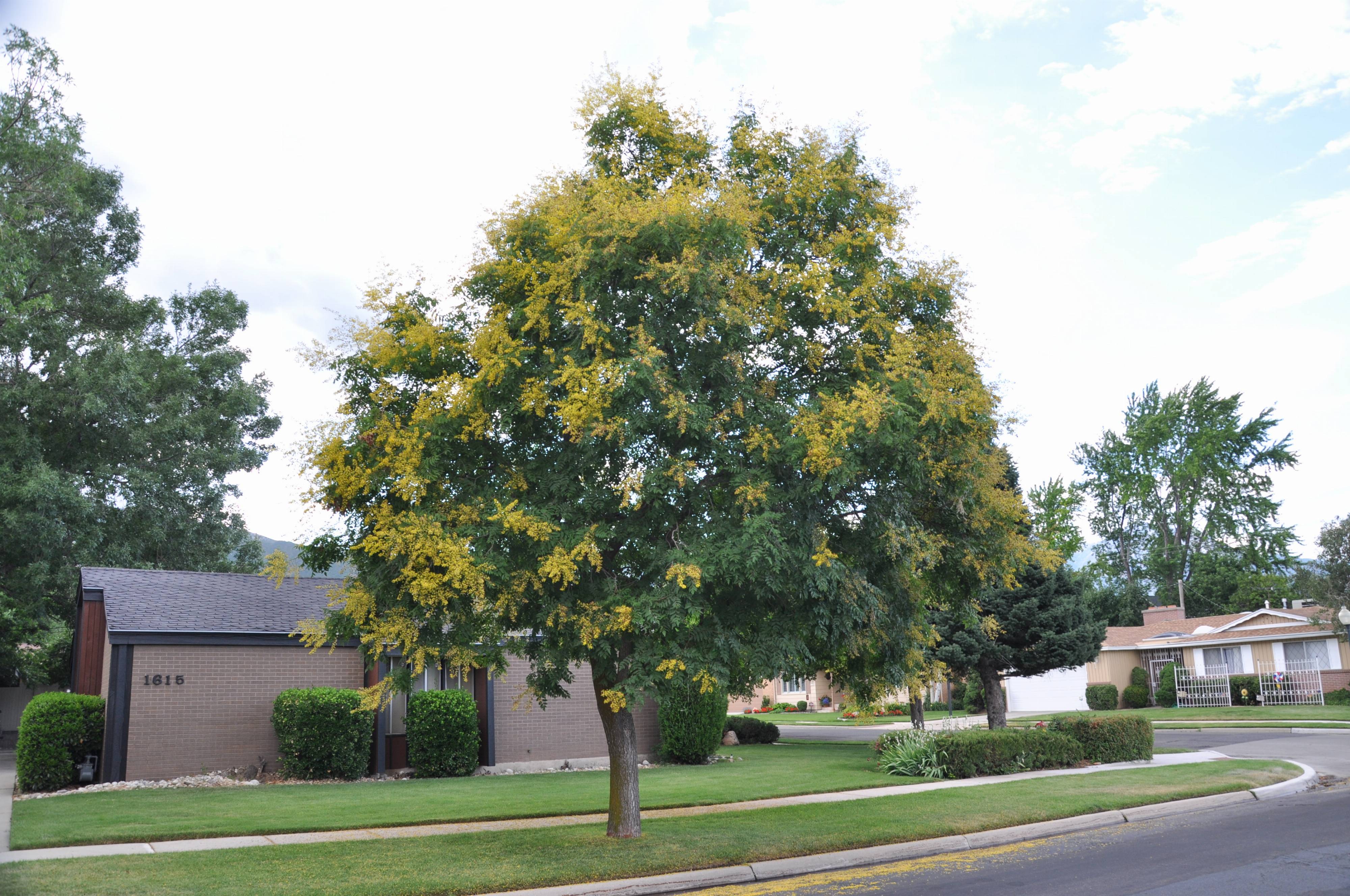 Golden Rain Tree - Plant Guide