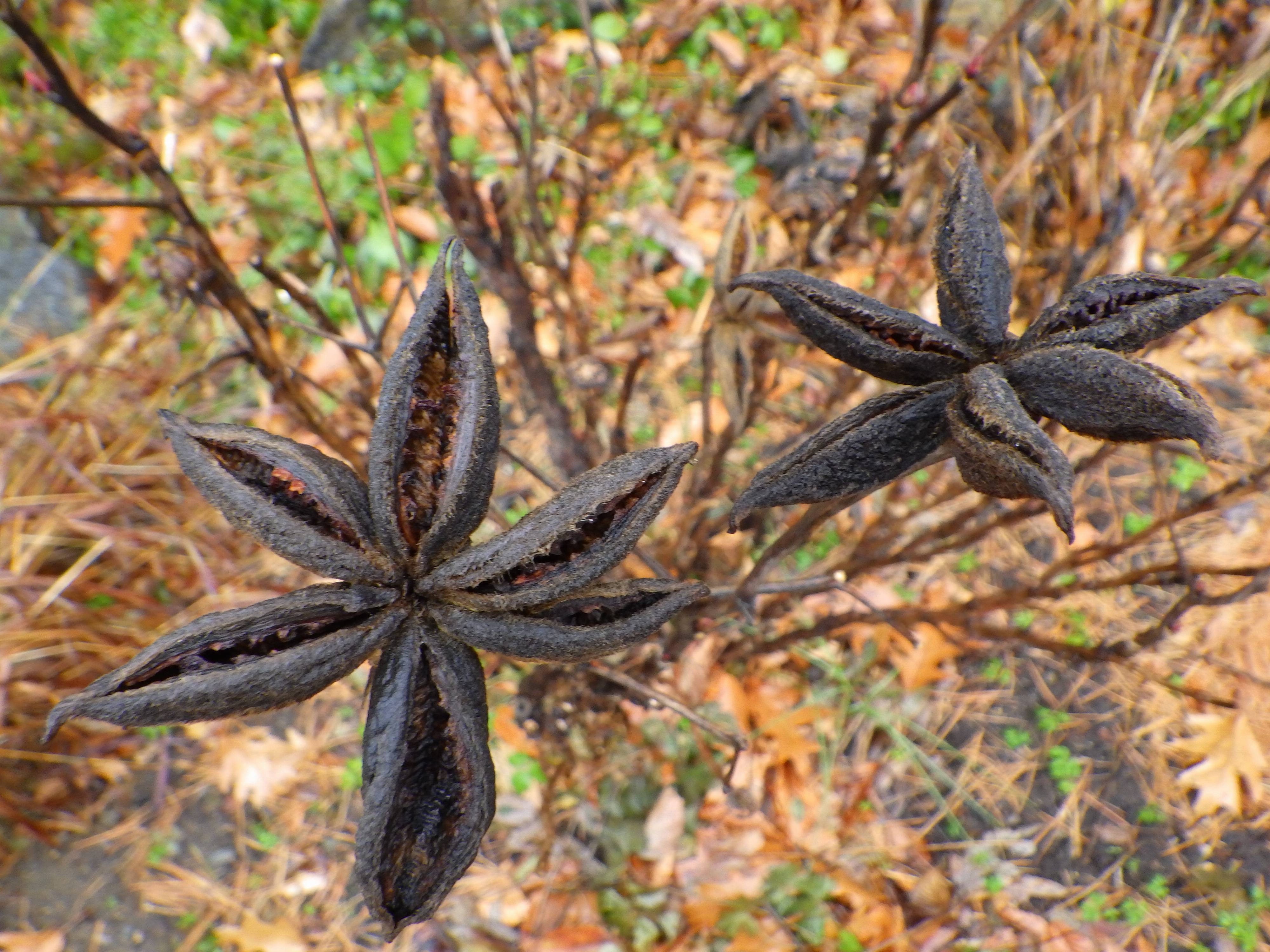 Paeonia suffruticosa - Japanese Tree Peony | PlantMaster