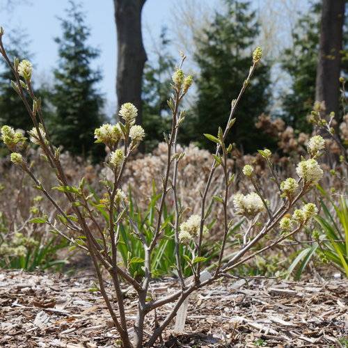 Fothergilla x intermedia 'Legend of the Fall®' - Legend of the