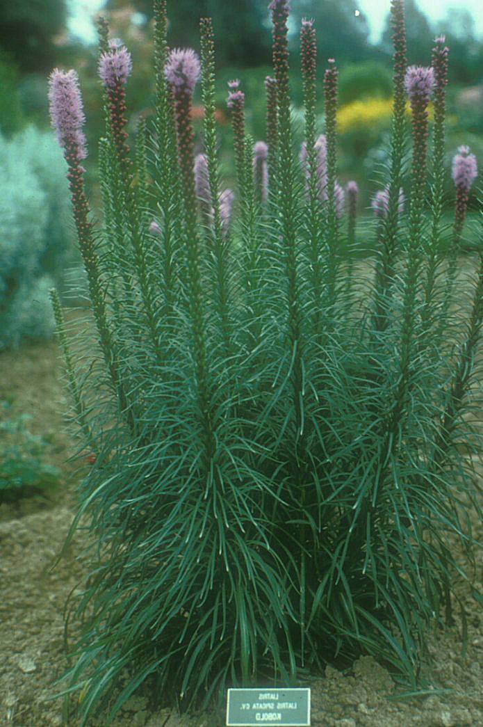 Liatris spicata - Spike Gayfeather, Blazing Star | PlantMaster