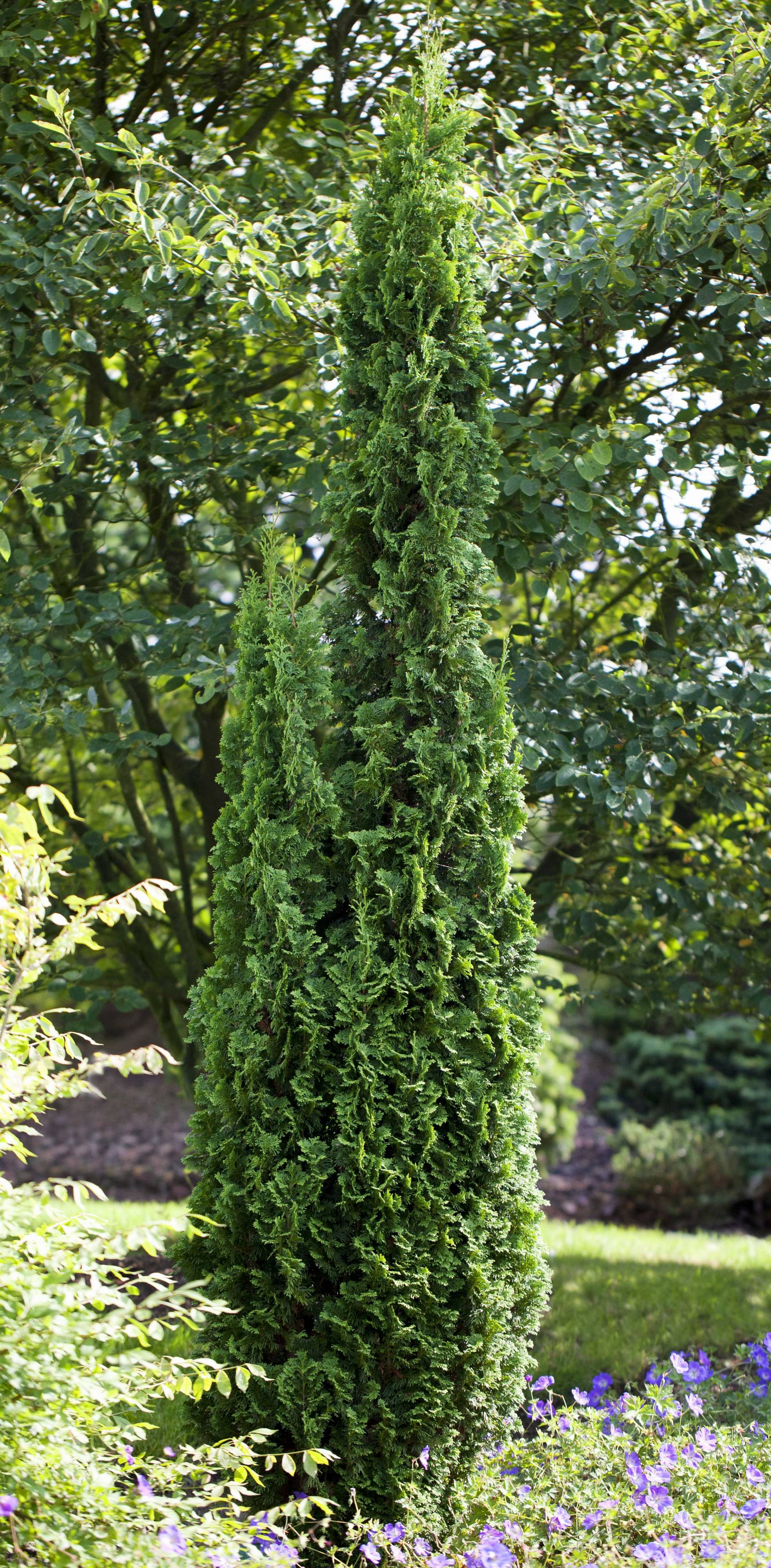 eukalyptus zimmerpflanze hängend Eucalyptus cinerea main image 0