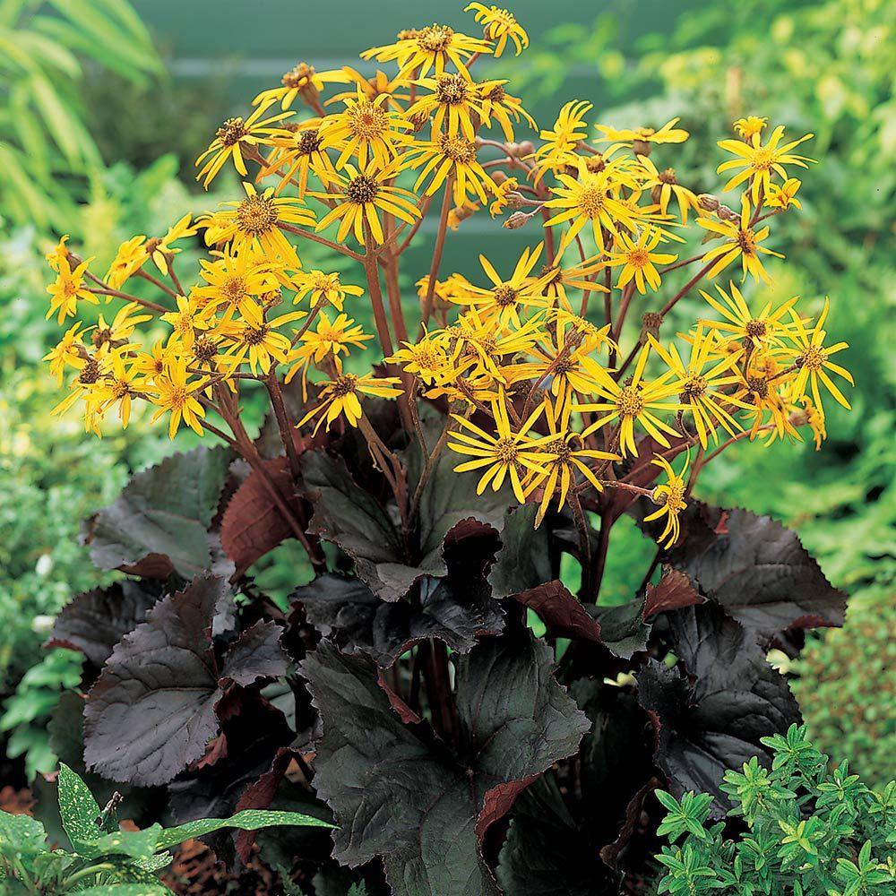 Ligularia dentata 'Midnight Lady' - Midnight Lady Ligularia | PlantMaster