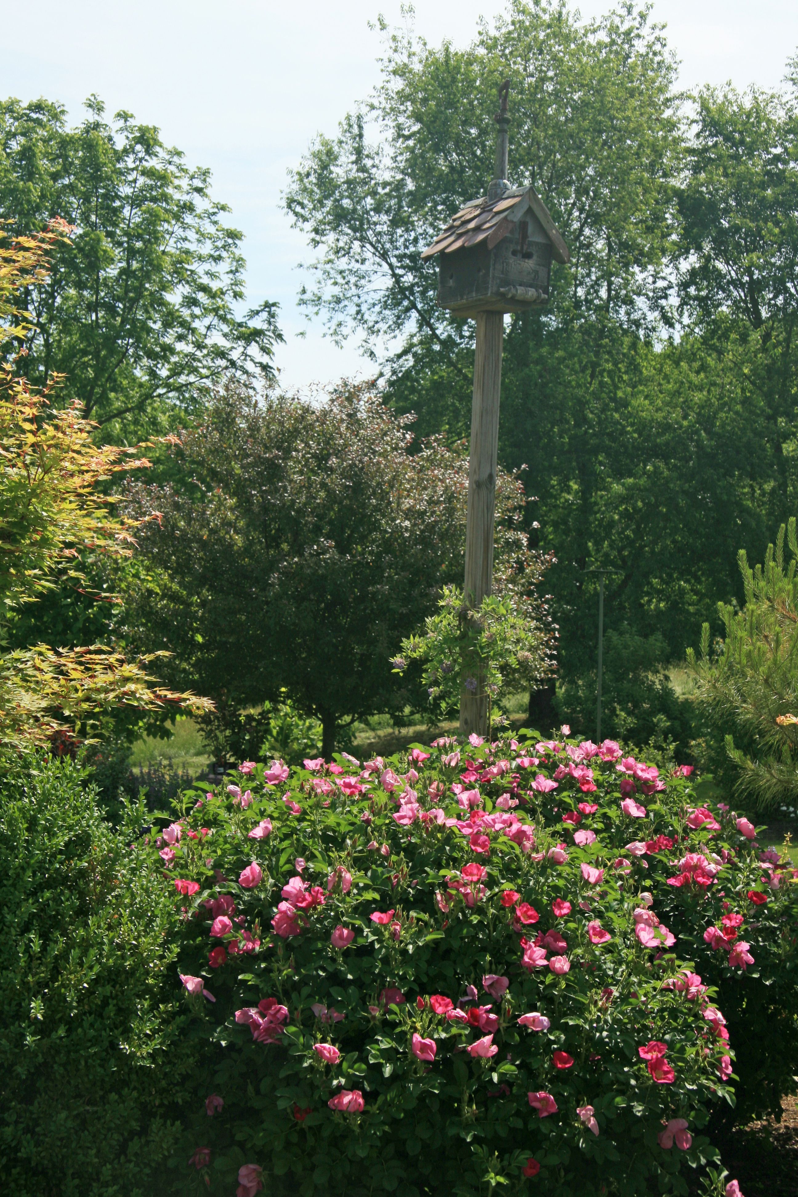 Rosa rugosa 'Meitozaure' PP15,937 - Raspberry Rugostar® Rugosa