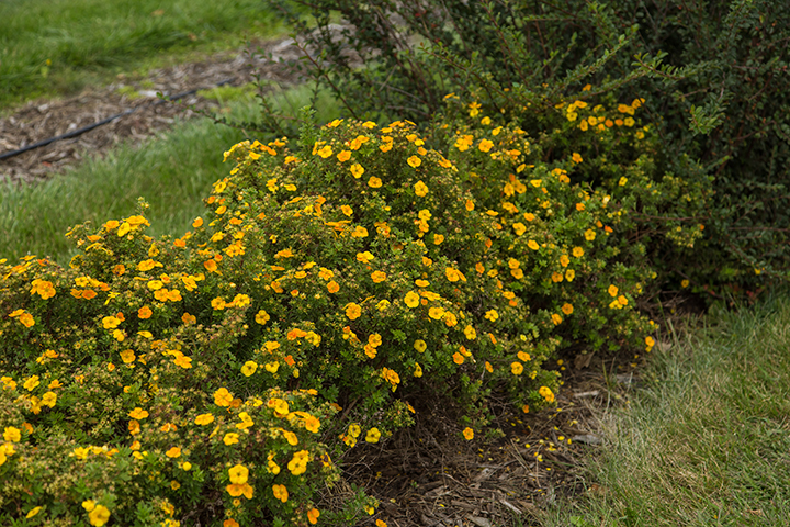 Dasiphora fruticosa 'Jefman' PP29,830 - Mandarin Tango