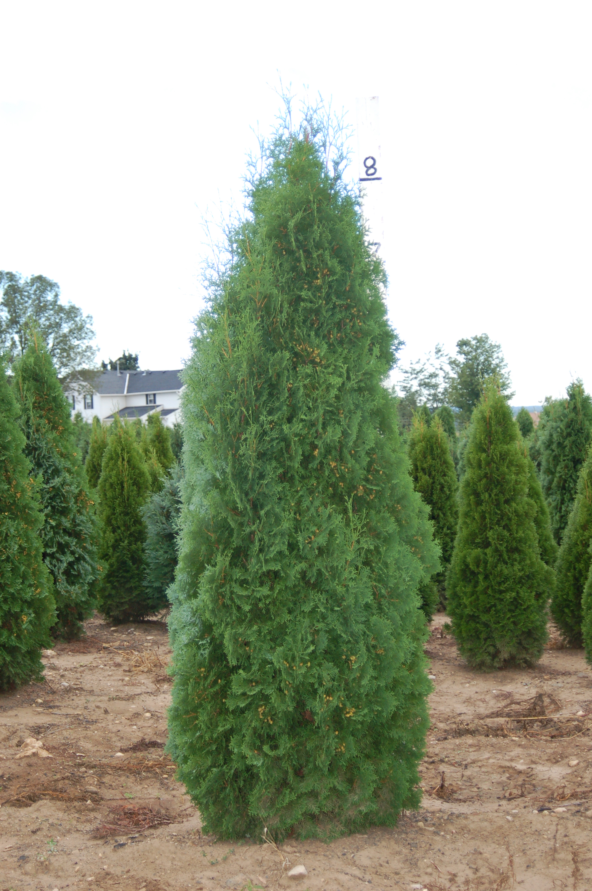 Thuja Occidentalis 'Pyramidalis' - Pyramidal Arborvitae | PlantMaster