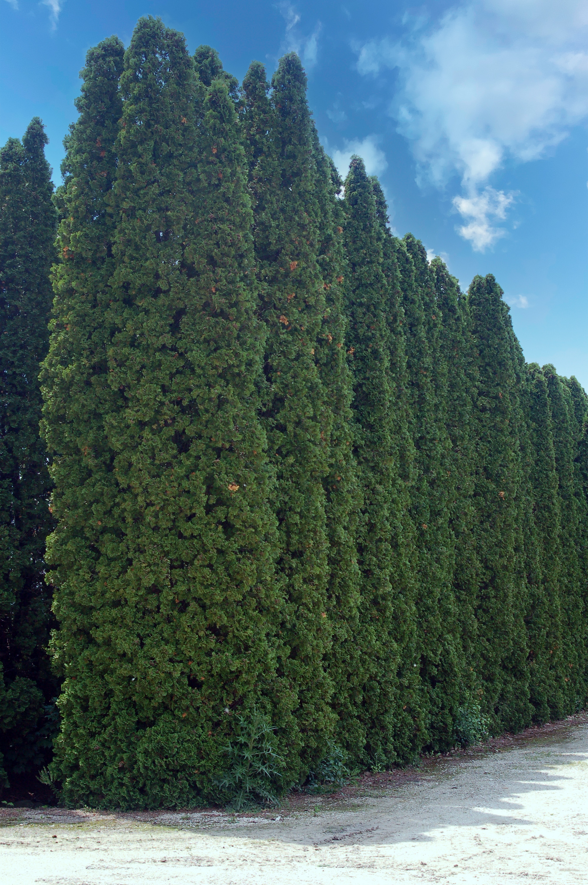 Thuja Occidentalis 'Pyramidalis' - Pyramidal Arborvitae | PlantMaster