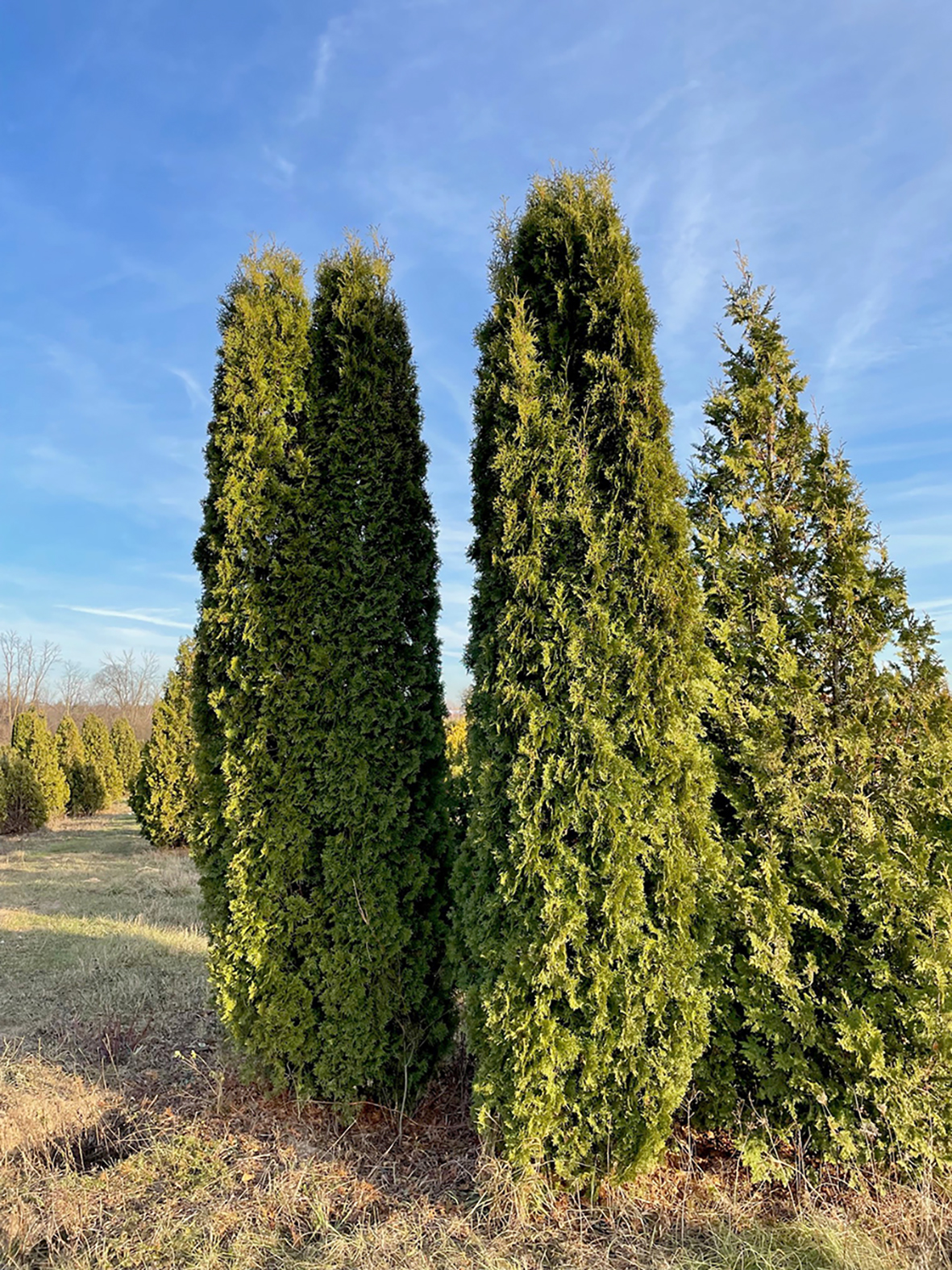 Thuja Occidentalis 'Pyramidalis' - Pyramidal Arborvitae | PlantMaster