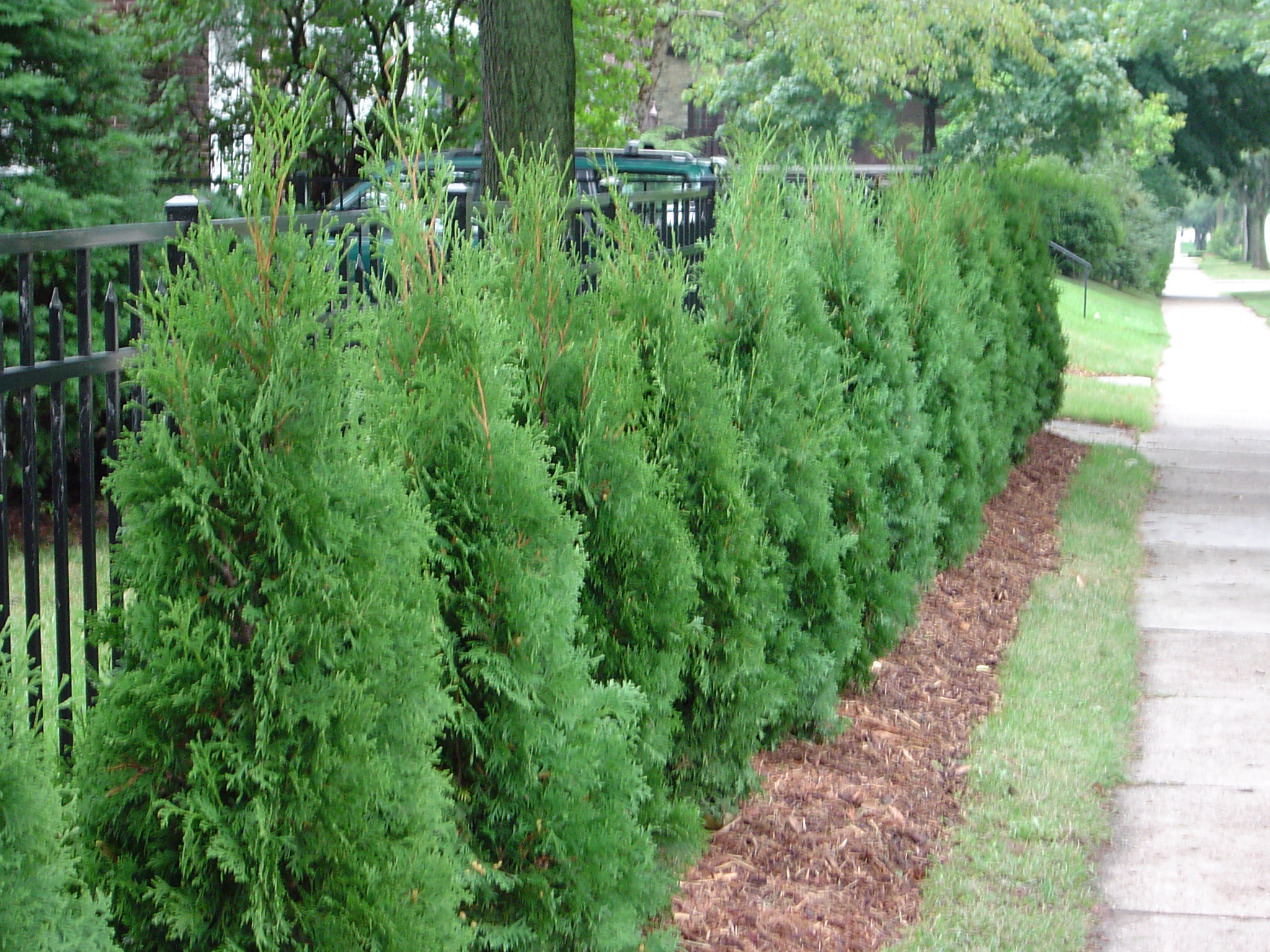 clematis thuja Taiga Clematis main image 0