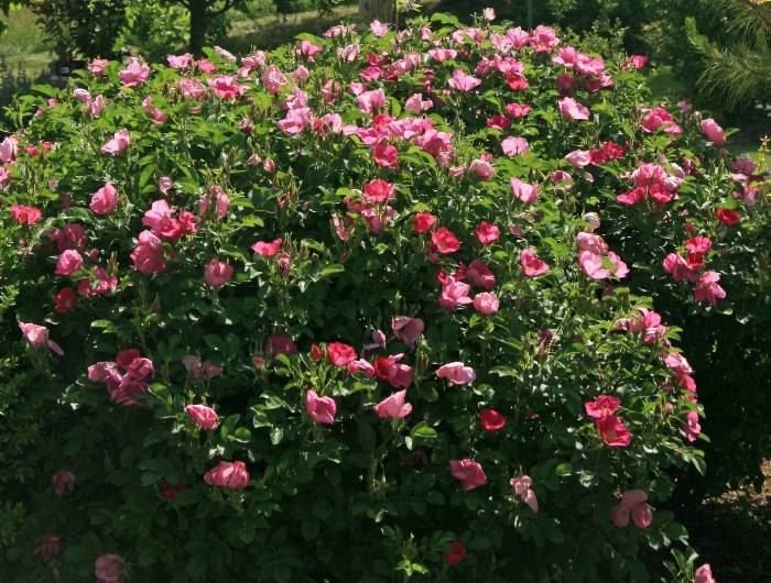 Rosa rugosa 'Meitozaure' PP15,937 - Raspberry Rugostar® Rugosa