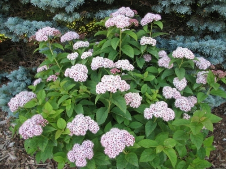 Spiraea fritschiana 'J.N. Select A' - Pink-a-licious