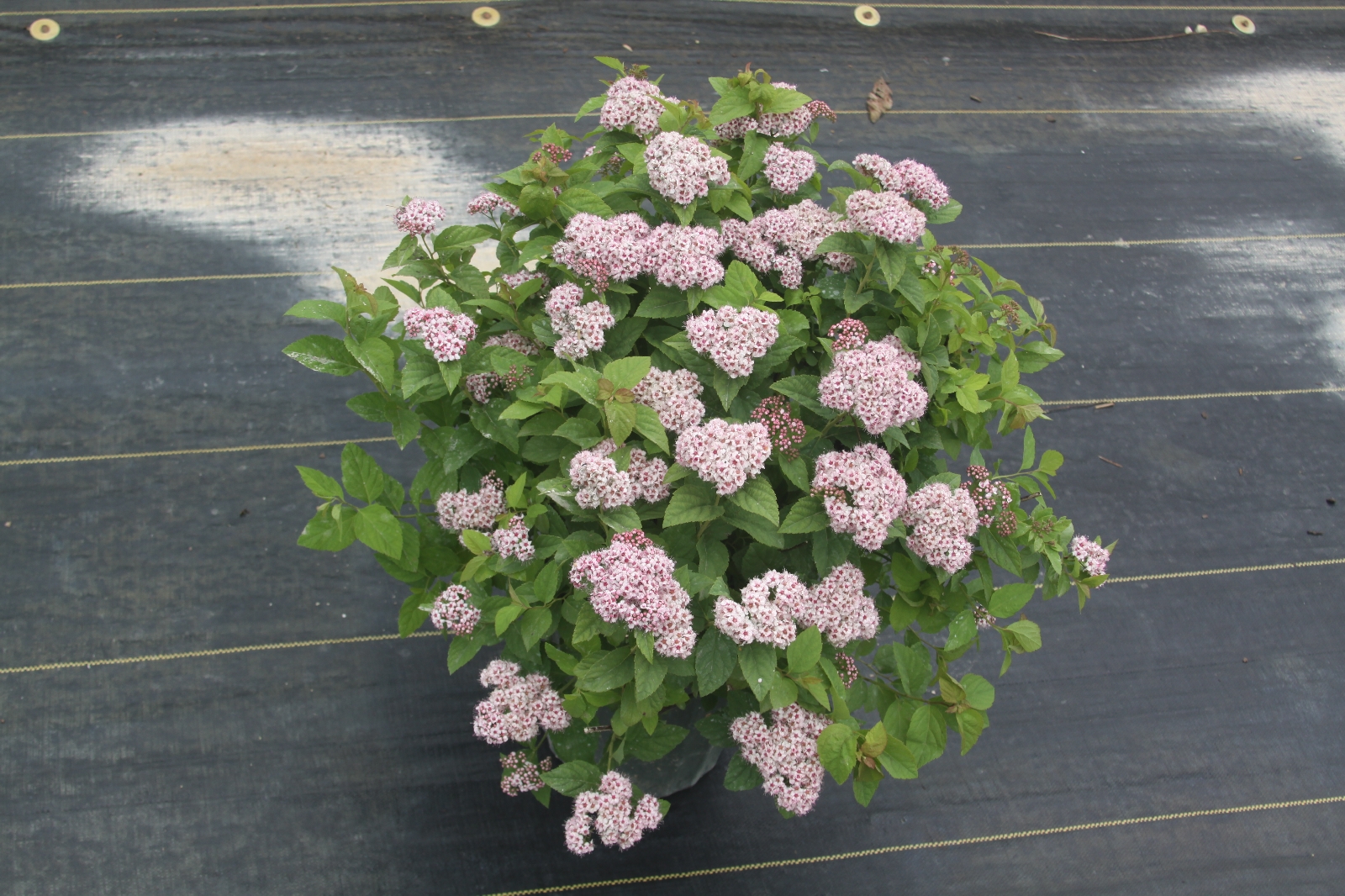 Spiraea fritschiana 'J.N. Select A' - Pink-a-licious