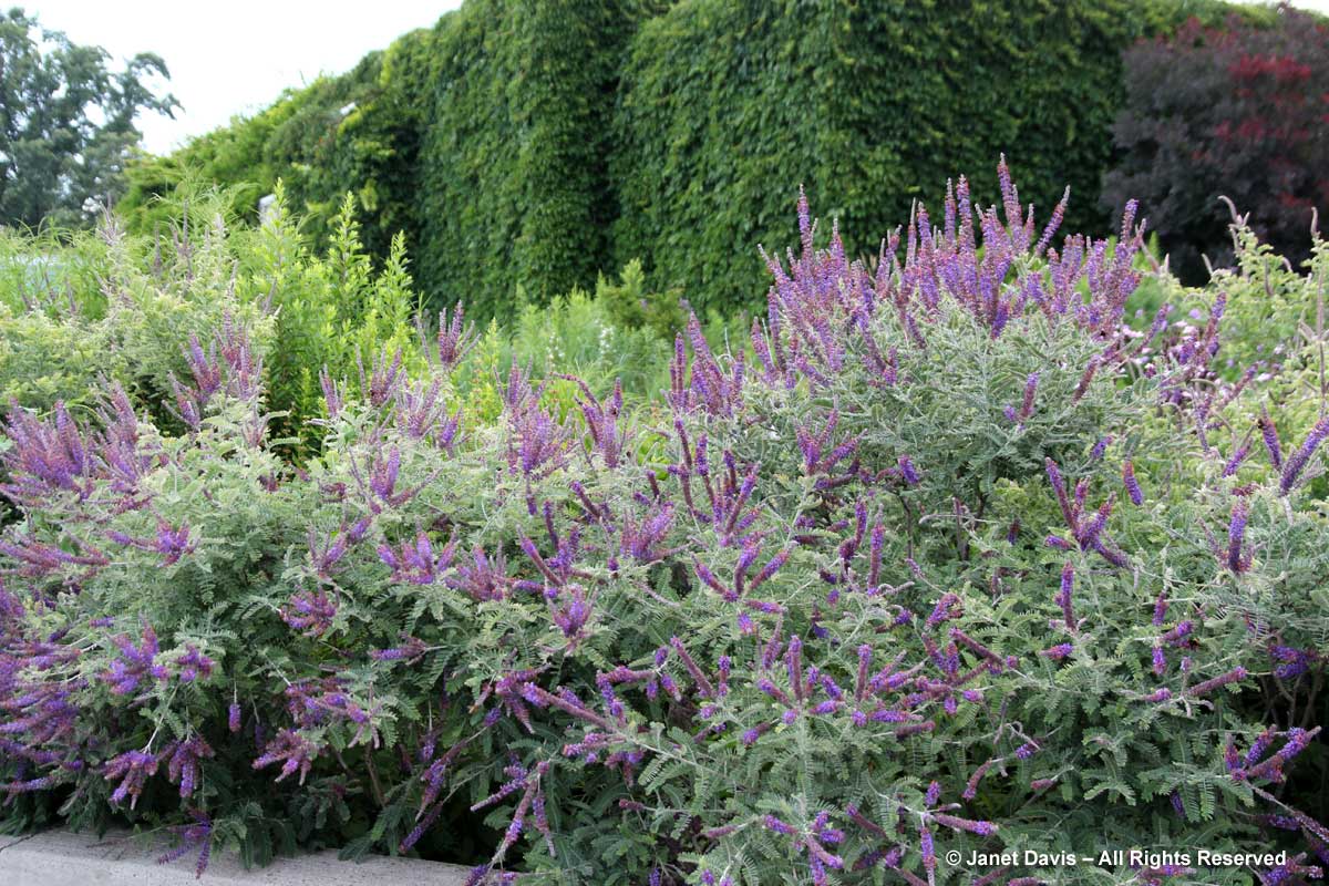 Amorpha canescens - Leadplant | PlantMaster