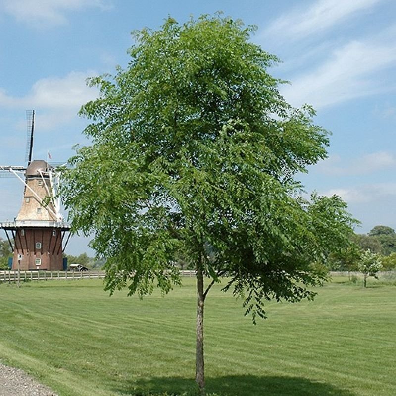 Gymnocladus dioica 'McKBranched' PP29,968 - Decaf® Kentucky