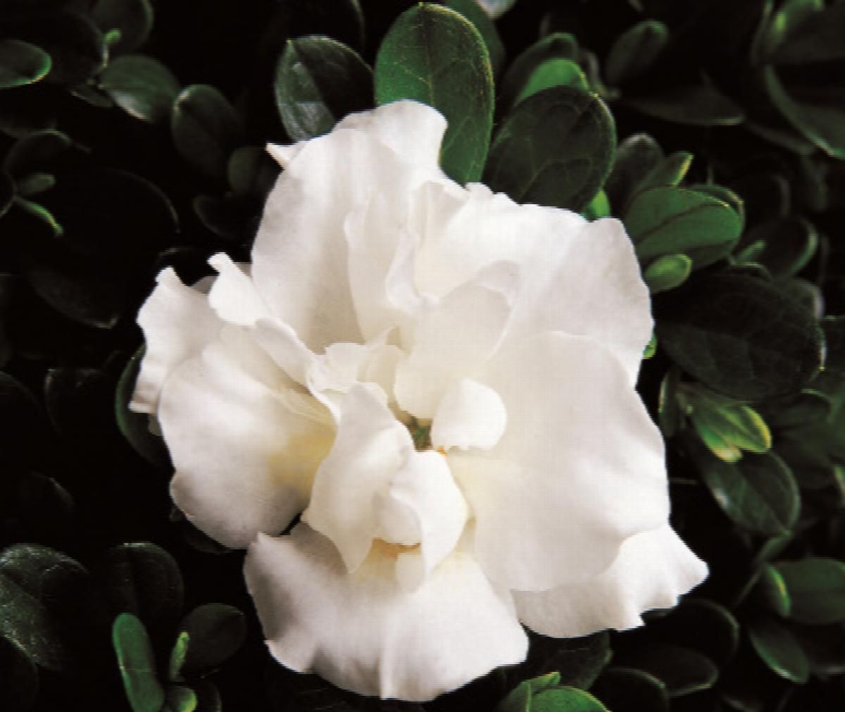 Rhododendron 'Hardy Gardenia' PPAF - Bloom 'N Again® Snowball